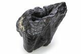 Partial Gomphotherium (Mastodon Relative) Molar - South Carolina #321300-2